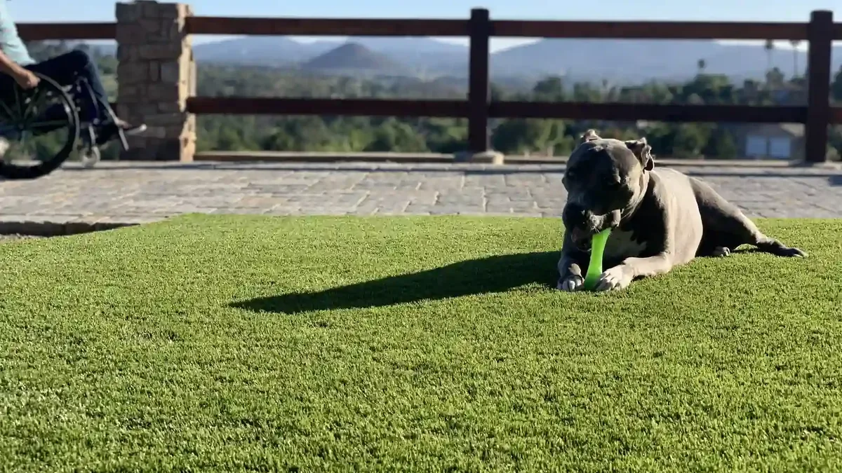 Does Pet Turf Smell? The Real Story on Odor Control