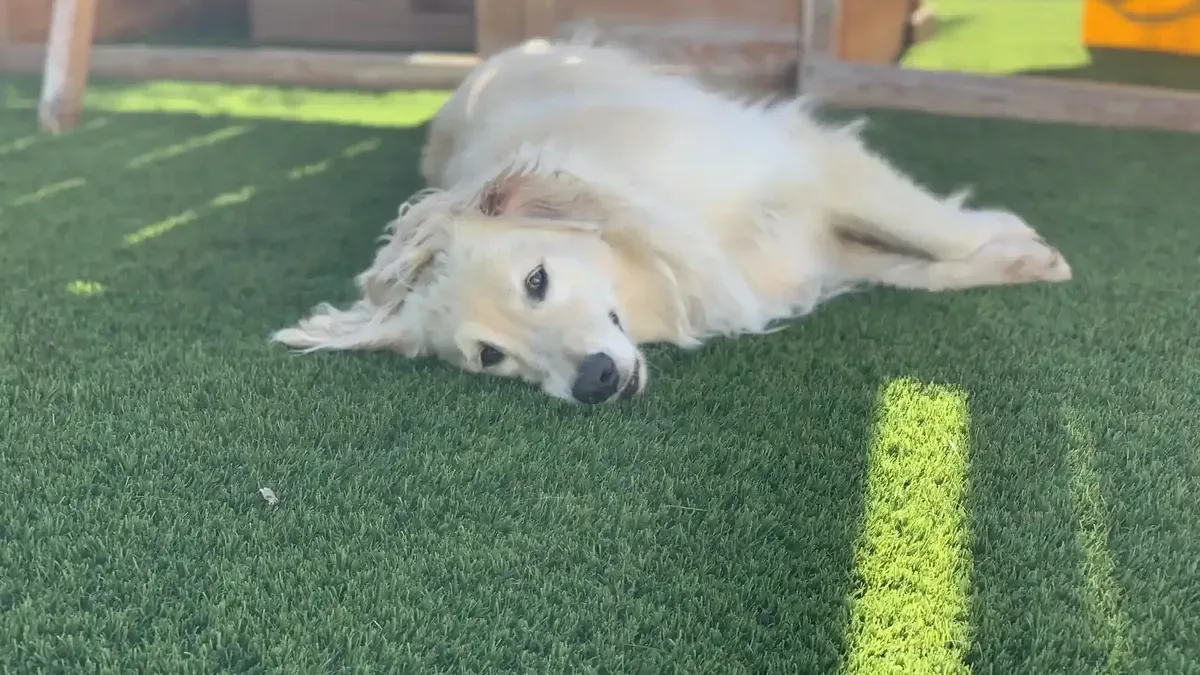 Is Artificial Turf Safe for Dogs?